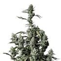 Gorilla Zkittlez Auto (FastBuds) Feminized