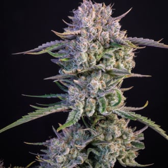 Strawberry Gorilla Auto (FastBuds) Feminized