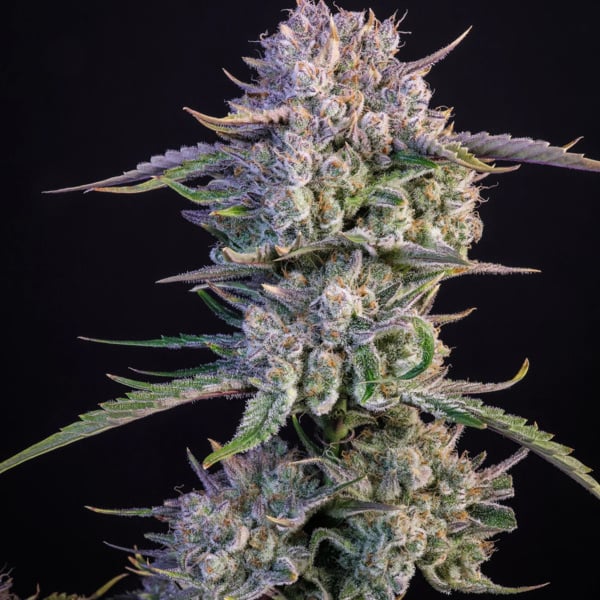Strawberry Gorilla Auto (FastBuds) Feminized