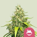 Blue Gelato (Royal Queen Seeds) Feminized