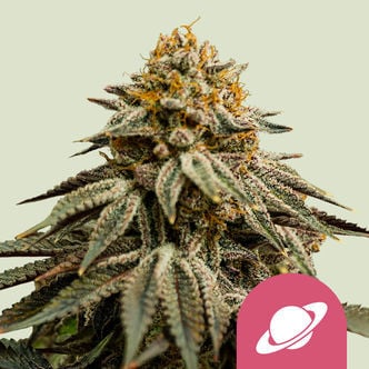 Royal Skywalker (Royal Queen Seeds) gefeminiseerd