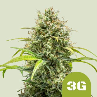 Triple G Automatic (Royal Queen Seeds) feminized