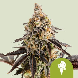 Cookies Gelato Automatic (Royal Queen Seeds) Feminized