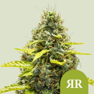 Royal Runtz Automatic (Royal Queen Seeds) Gefeminiseerd