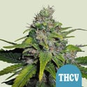 Royal THCV (Royal Queen Seeds) Feminized