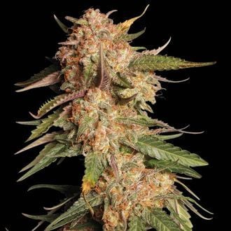 Blue Moby Auto (Seedstockers Superior)