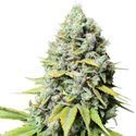 Kosher Haze (Super Sativa Seed Club) Feminized