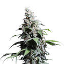 Pineapple Poison (Super Sativa Seed Club) Feminized