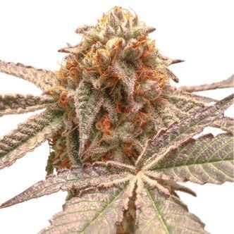 Purple OG Punch (Super Sativa Seed Club) Feminized