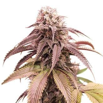 Strawberry Cookies (Super Sativa Seed Club) Feminized