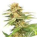 Friesland (Super Sativa Seed Club) Regular