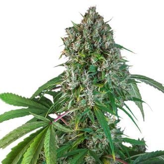 Karel's Herer Haze (Super Sativa Seed Club) Regular