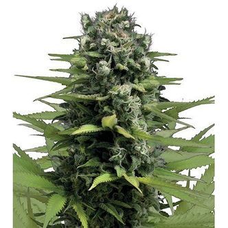 Lemon Haze (Zativo Seeds) Gefeminiseerd