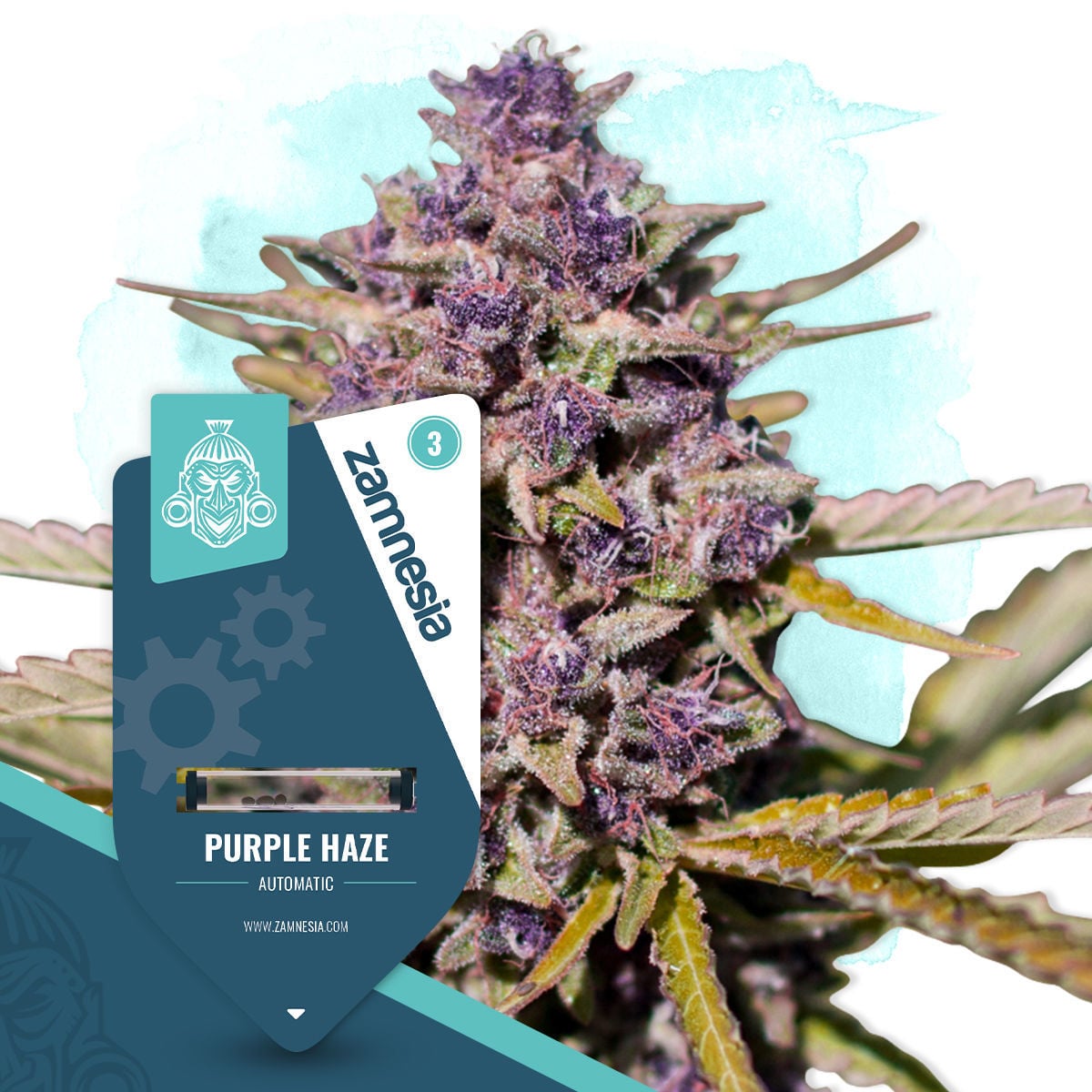 Purple Haze Automatic | Zamnesia Seeds - Zamnesia