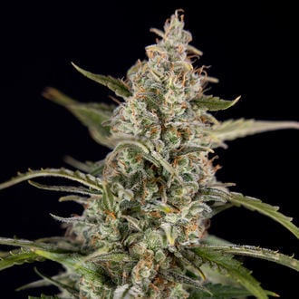 Purple Haze Automatic (Zamnesia Seeds) Feminized