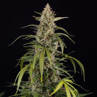 Purple Haze Automatic (Zamnesia Seeds) Feminized