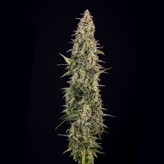 Purple Haze Automatic (Zamnesia Seeds) Feminized