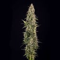 Purple Haze Automatic (Zamnesia Seeds) Feminized