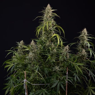 Purple Haze Automatic (Zamnesia Seeds) Feminized