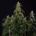 Purple Haze Automatic (Zamnesia Seeds) Feminized