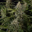Purple Haze Automatic (Zamnesia Seeds) Feminized