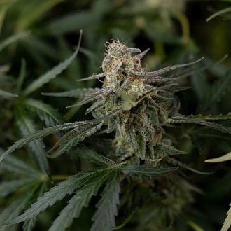 Purple Haze Automatic (Zamnesia Seeds) Feminized