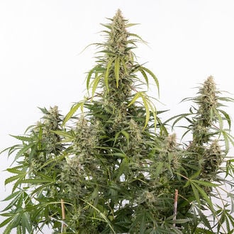 Purple Haze Automatic (Zamnesia Seeds) Feminized