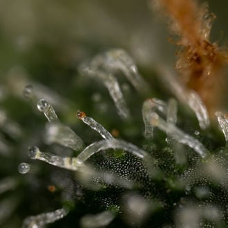 Purple Haze Automatic (Zamnesia Seeds) Feminized