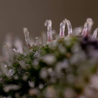 Purple Haze Automatic (Zamnesia Seeds) Feminized