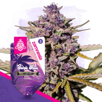 Purple Haze Automatic (Zamnesia Seeds) Feminized