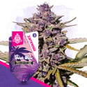 Purple Haze Automatic (Zamnesia Seeds) Feminized
