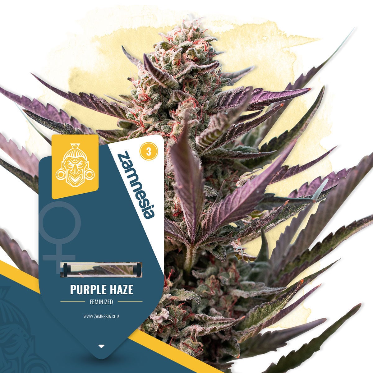 Purple Haze Strain | Zamnesia Seeds - Zamnesia