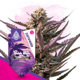 Purple Haze (Zamnesia Seeds) Feminized