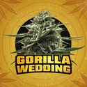 Gorilla Wedding (BSF Seeds x Zamnesia Seeds) Feminized