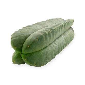 Super Pedro - 4 Ribben (Echinopsis scopulicola)