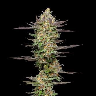 Mint Jelly Automatic (Humboldt Seed Company) gefeminiseerd