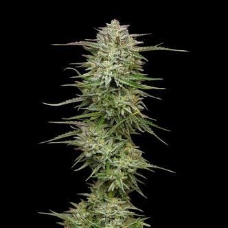 Pound Town Auto (Humboldt Seed Company) Feminized