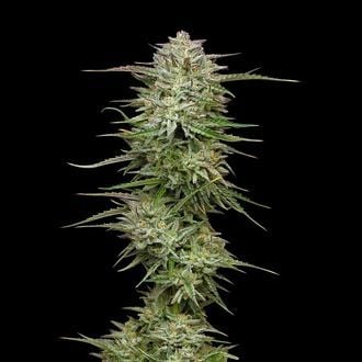 Pound Town Auto (Humboldt Seed Company) Feminized