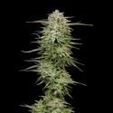 Pound Town Auto (Humboldt Seed Company) Feminized