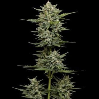 Vanilla Latte Autoflower (Humboldt Seed Company) Feminized