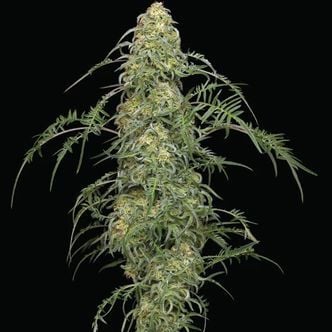 Freakshow (Humboldt Seed Company) feminized