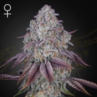 Persian Pie (Greenhouse Seeds) Feminized