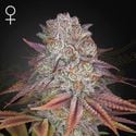 Pulp Friction (Greenhouse Seeds) Feminized