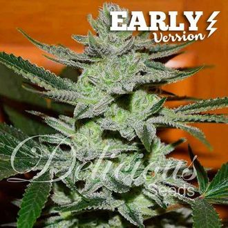Unknown Kush - Early Version (Delicious Seeds) Feminized