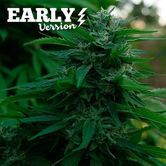 Lord Kush - Early Version (Delicious Seeds) Feminized