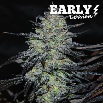 Golosa - Early Version (Delicious Seeds) Feminized