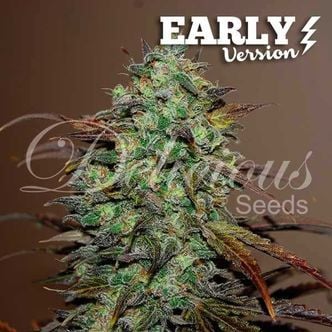 Eleven Roses - Early Version (Delicious Seeds) Feminized