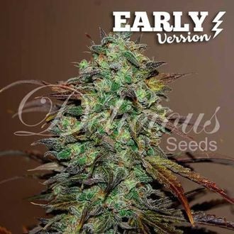 Eleven Roses - Early Version (Delicious Seeds) Feminized