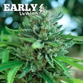 Delicious Cookies - Early Version (Delicious Seeds) Feminized
