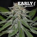 Critical Neville Haze - Early Version (Delicious Seeds) Feminized